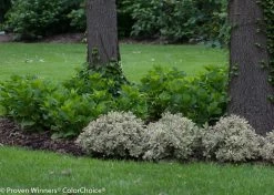 My Monet® Weigela -Garden Plant Store Row of My Monet Weigela Under the Tree 21445.1523225075