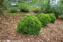 Tater Tot Arborvitae -Garden Plant Store Row of Short Tiny Tot Arborvitae Shrubs 44770.1523215226