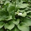 Royal Crest Hosta -Garden Plant Store Royal Crest Hosta Foliage 68786.1649176363