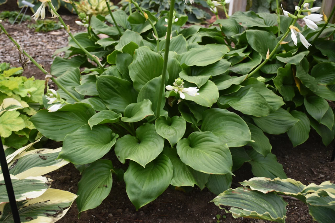 Royal Crest Hosta 3 Royal Crest Hosta - Image 2