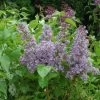 Royal Purple Lilac -Garden Plant Store Royal Purple Lilac 54464.1669050657