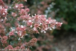 Ruby Anniversary® Abelia -Garden Plant Store Ruby Anniversary Abelia Branch Covered in Blooms 19191.1519010753