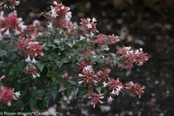 Ruby Anniversary® Abelia -Garden Plant Store Ruby Anniversary Abelia Leaves and Flowers 23618.1519010757