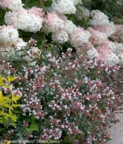 Ruby Anniversary® Abelia -Garden Plant Store Ruby Anniversary Abelia Next To Hydrangea 00706.1519010741