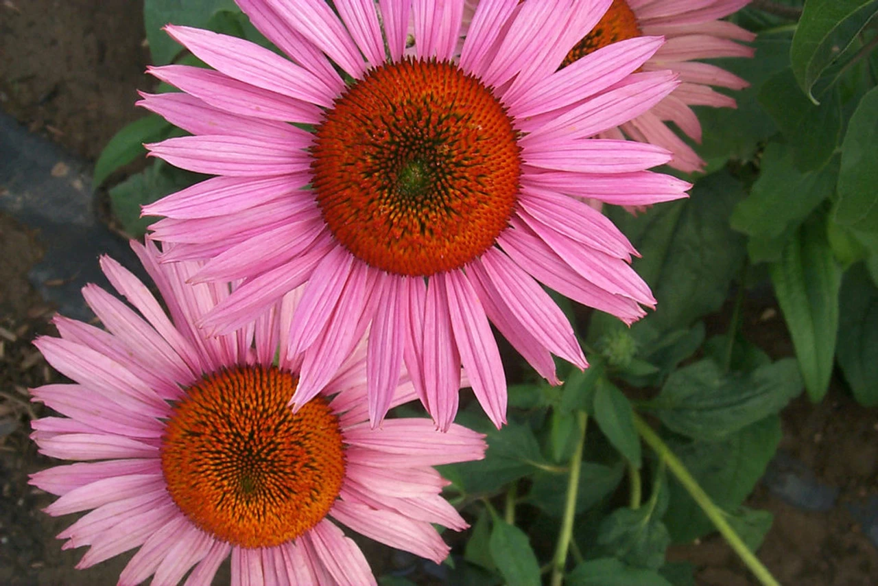 Ruby Giant Coneflower 4 Ruby Giant Coneflower - Image 2