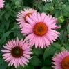 Ruby Giant Coneflower -Garden Plant Store Ruby Giant Coneflower plant blooming 07939.1612542263
