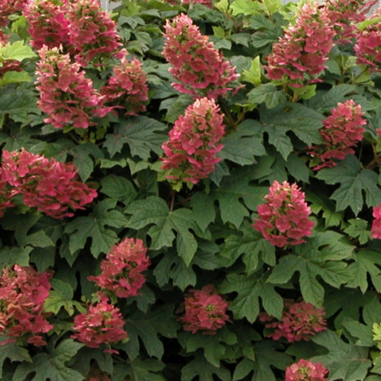 Ruby Slippers Oakleaf Hydrangea 3 Ruby Slippers Oakleaf Hydrangea