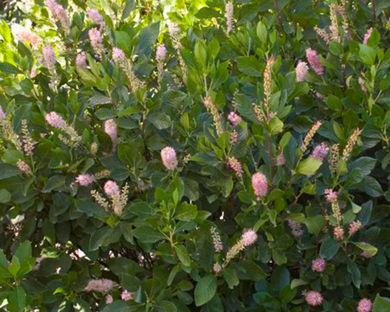 Ruby Spice Summersweet 4 Ruby Spice Summersweet - Image 2