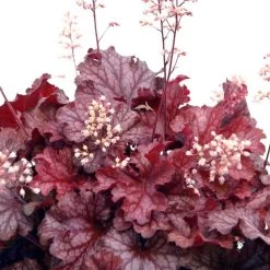 Ruby Tuesday Coral Bells -Garden Plant Store Ruby Tuesday Coral Bells 1 81166.1669050679