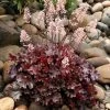 Ruby Tuesday Coral Bells -Garden Plant Store Ruby Tuesday Coral Bells 67354.1667228616