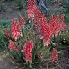 Safari Rose Aloe -Garden Plant Store Safari Rose Aloe flowering 45974.1640595125