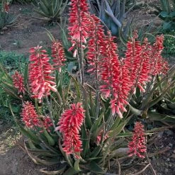 Safari Rose Aloe