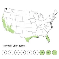 Safari Sunrise Aloe -Garden Plant Store Safari Sunrise Aloe Growing Zones 60554.1640595407