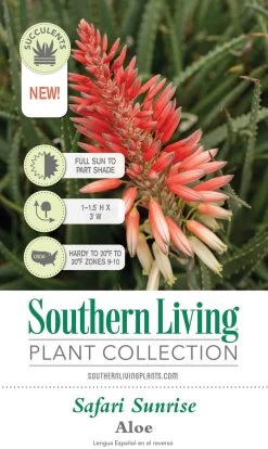Safari Sunrise Aloe -Garden Plant Store Safari Sunrise Aloe Plant Tag Information 23632.1640595437