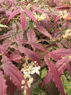 Garden Plant Store -Garden Plant Store Sandy Claws Barrenwort Foliage 89959.1649176482