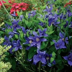 Sapphire Indigo Clematis