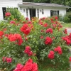 Scarlet Flower Carpet Rose -Garden Plant Store Scarlet Flower Carpet Rose in the Front Yard 03457.1650592320