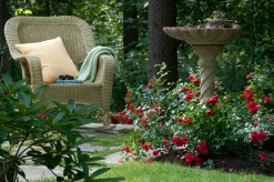 Scarlet Flower Carpet Rose -Garden Plant Store Scarlet Flower Carpet Rose in the Landscaping 50683.1649343543