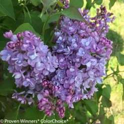 Scentara Double Blue Lilac