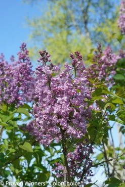 Scentara Double Blue Lilac -Garden Plant Store Scentara Double Blue Lilac Branch Covered in Flowers 59316.1523225438