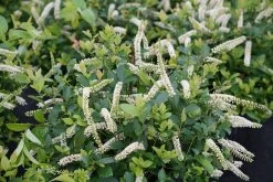 Scentlandia® Sweetspire -Garden Plant Store Scentlandia Sweetspire Bush with White Flowers 95982.1549755034