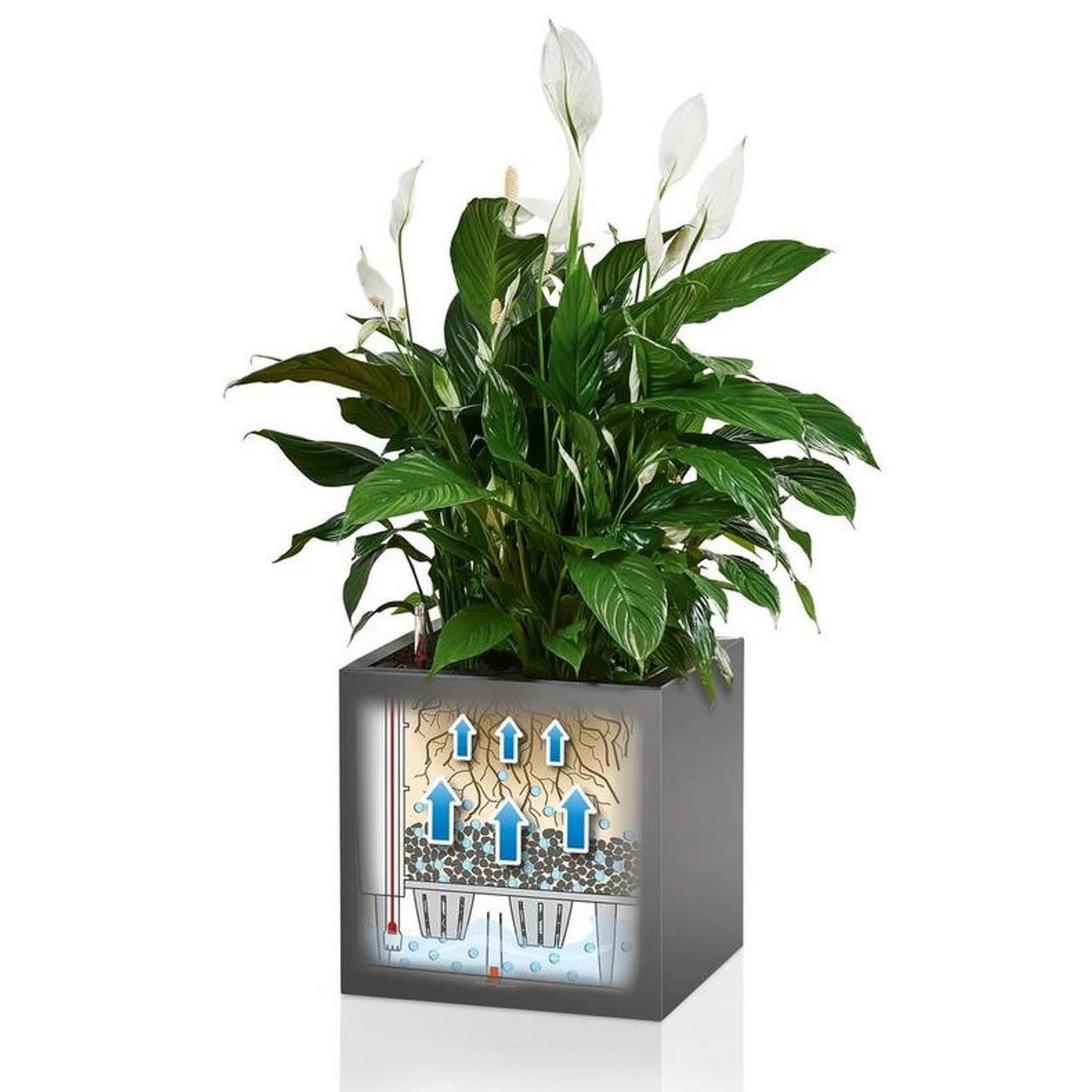 LECHUZA Canto Premium Short Square Planter 6 LECHUZA Canto Premium Short Square Planter - Image 4