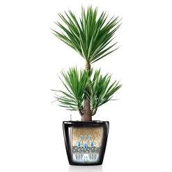 LECHUZA Classico Round Planter -Garden Plant Store Self Watering Classico Round Planter 27915.1657635954