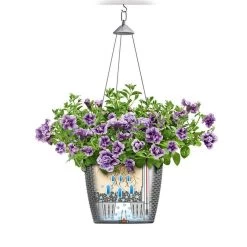 LECHUZA Nido Cottage Round Hanging Planter 10 LECHUZA Nido Cottage Round Hanging Planter -Garden Plant Store Self Watering Nido Cottage Round Hanging Planter 52701.1655911515
