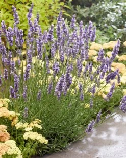 Sensational!™ Lavender 16 Sensational!™ Lavender -Garden Plant Store Sensational Lavender Blooming in the Sunlight 39849.1692106473