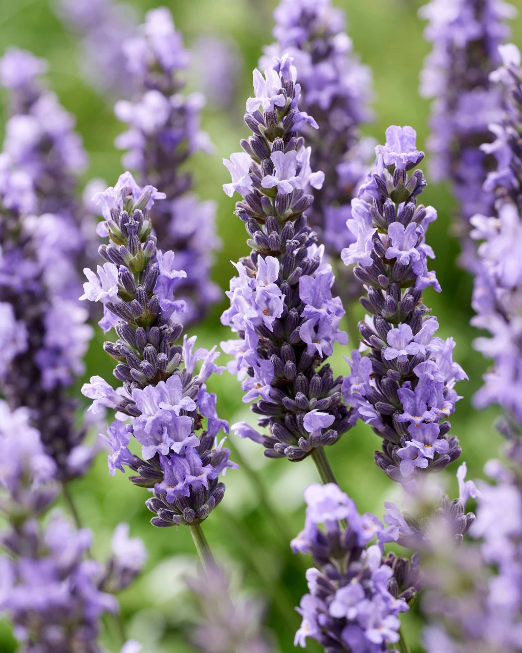 Sensational!™ Lavender 4 Sensational!™ Lavender - Image 2