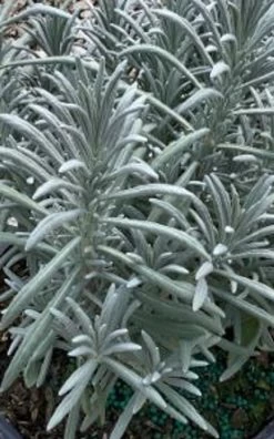 Sensational!™ Lavender 12 Sensational!™ Lavender -Garden Plant Store Sensational Lavender Foliage Close Up 66326.1691174093