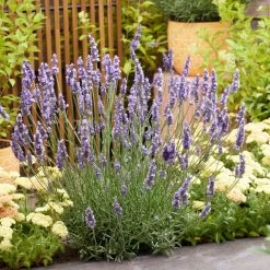 Sensational!™ Lavender