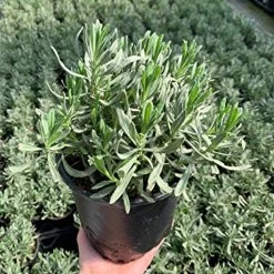 Sensational!™ Lavender 13 Sensational!™ Lavender -Garden Plant Store Sensational Lavender In Nursery Pot 21104.1692106494