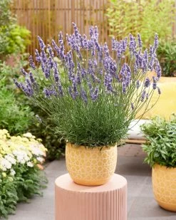 Sensational!™ Lavender 15 Sensational!™ Lavender -Garden Plant Store Sensational Lavender in Garden Planter 67355.1692106469