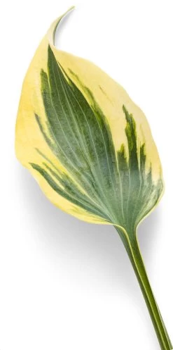 Shadowland® Autumn Frost Hosta -Garden Plant Store Shadowland Autumn Frost Hosta Leaf 99196.1551416725