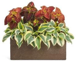Shadowland® Autumn Frost Hosta -Garden Plant Store Shadowland Autumn Frost Hosta in Box Planter Combo 30117.1551416725