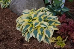 Shadowland® Autumn Frost Hosta -Garden Plant Store Shadowland Autumn Frost Hosta in Landscape 65573.1551416725
