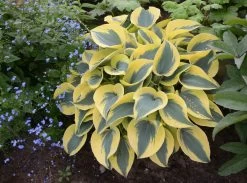 Shadowland® Autumn Frost Hosta -Garden Plant Store Shadowland Autumn Frost Hosta in Landscaping 51731.1551416725