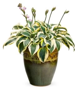 Shadowland® Autumn Frost Hosta -Garden Plant Store Shadowland Autumn Frost Hosta in Planter 68891.1551416725