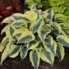 Shadowland® Autumn Frost Hosta 2 Shadowland® Autumn Frost Hosta -Garden Plant Store Shadowland Autumn Frost Hosta with Green Foliage 57082.1615499119