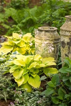 Shadowland® Coast To Coast Hosta -Garden Plant Store Shadowland Coast to Coast Hosta in Filtered Sunlight 90597.1551416725