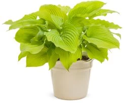 Shadowland® Coast To Coast Hosta -Garden Plant Store Shadowland Coast to Coast Hosta in Planters 42801.1551416725