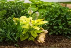 Shadowland® Coast To Coast Hosta -Garden Plant Store Shadowland Coast to Coast Hosta in Shade Garden 1 15021.1551416725