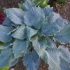 Shadowland® Diamond Lake Hosta -Garden Plant Store Shadowland Diamond Lake Hosta Foliage 97962.1615568045