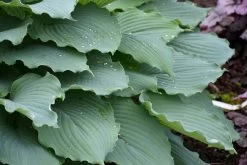 Shadowland® Diamond Lake Hosta -Garden Plant Store Shadowland Diamond Lake Hosta Leaves After Rain 11833.1615568051