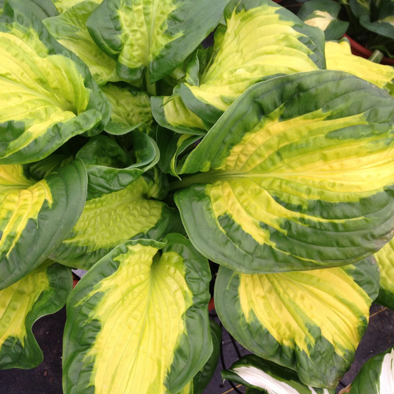 Shadowland® Etched Glass Hosta 4 Shadowland® Etched Glass Hosta - Image 2