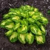 Shadowland® Etched Glass Hosta -Garden Plant Store Shadowland Etched Glass Hosta Plant 84166.1615568442