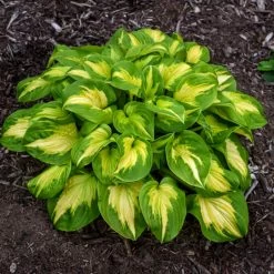 Shadowland® Etched Glass Hosta