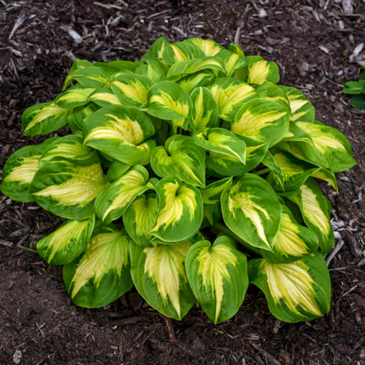 Shadowland® Etched Glass Hosta 3 Shadowland® Etched Glass Hosta