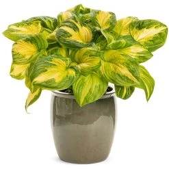 Shadowland® Hudson Bay Hosta 11 Shadowland® Hudson Bay Hosta -Garden Plant Store Shadowland Etched Glass Hosta 31114.1615503713